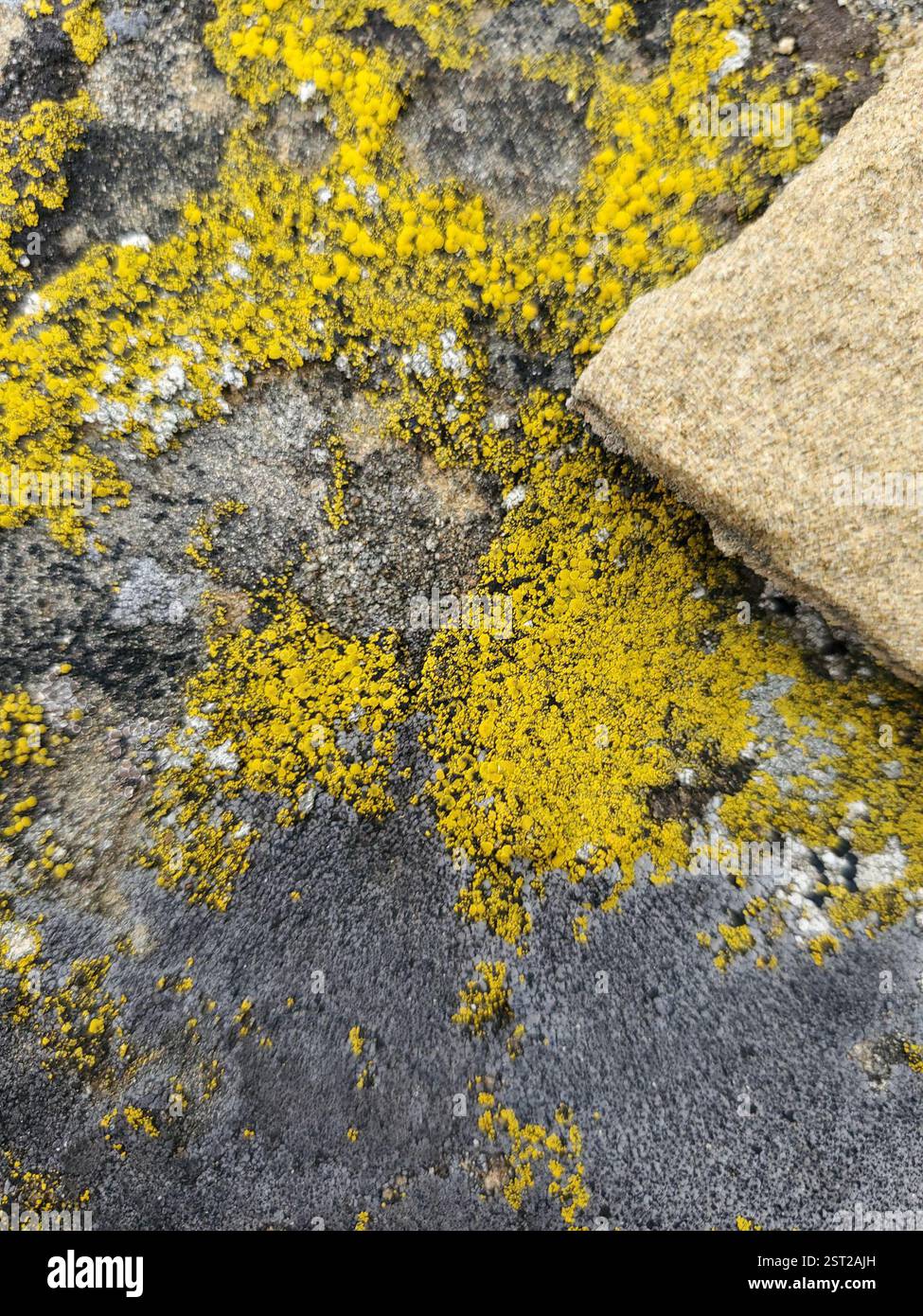 Flechten (Lecanoromycetes), Fungi, Musselshell County, MT, USA Stockfoto