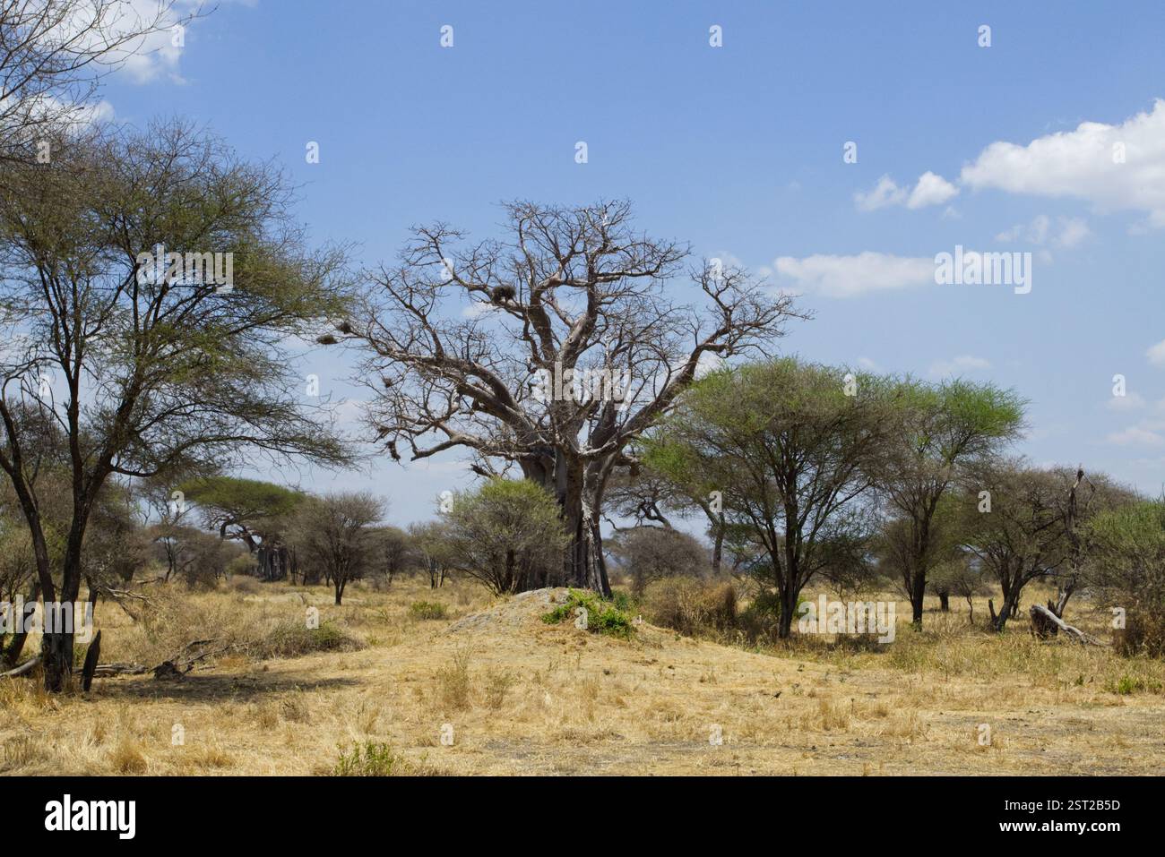 Ein Landschaftsfoto im Tarangire-Nationalpark in Tansania, Afrika, das einen toten afrikanischen Baobab-Baum (Adansonia digitata) in der Mitte zeigt. Stockfoto Ein Landschaftsfoto im Tarangire-Nationalpark in Tansania, Afrika, das einen toten afrikanischen Baobab-Baum (Adansonia digitata) in der Mitte zeigt. Stockfoto