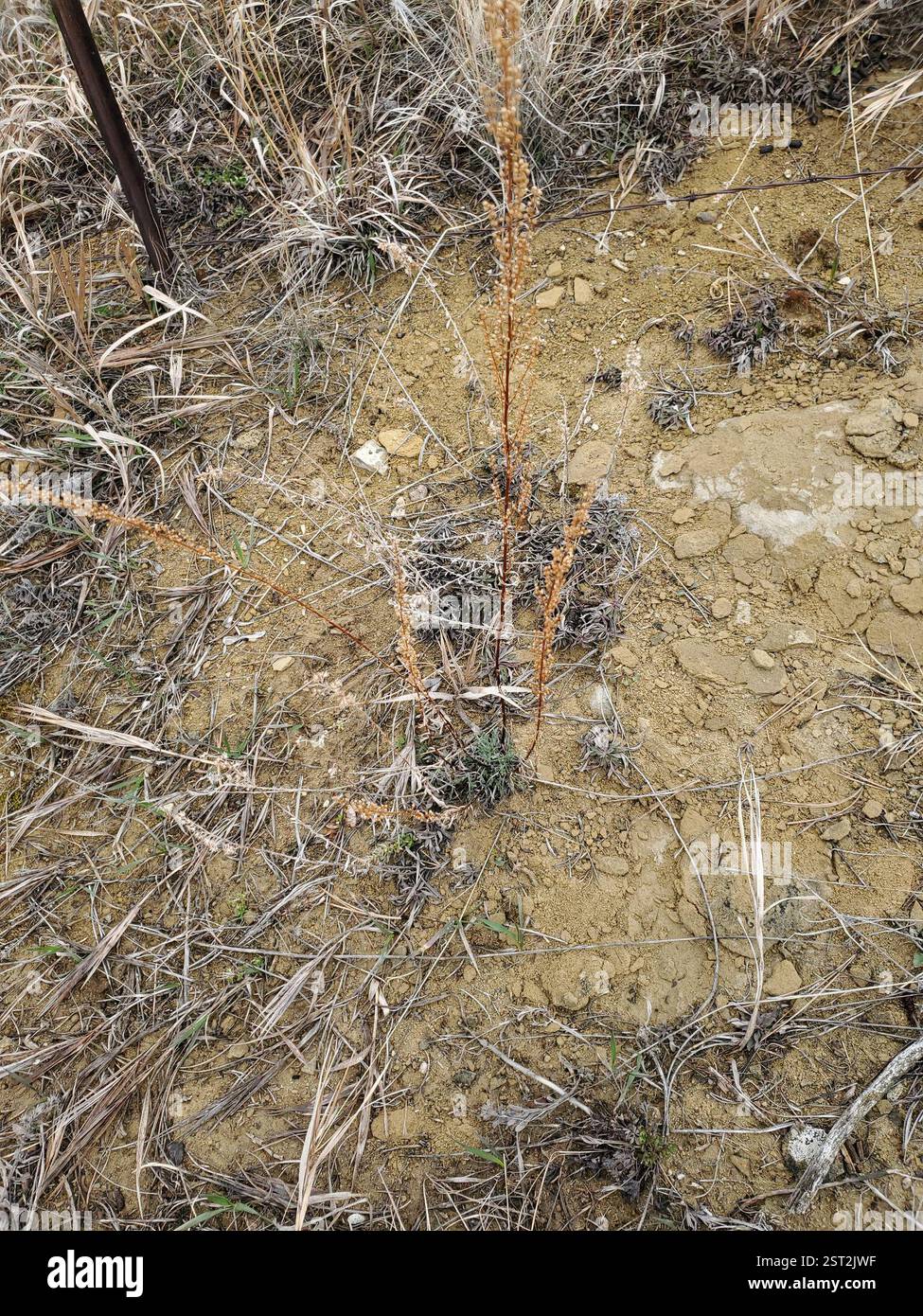 Feldschwert (Artemisia campestris), Plantae, Musselshell County, MT, USA Stockfoto