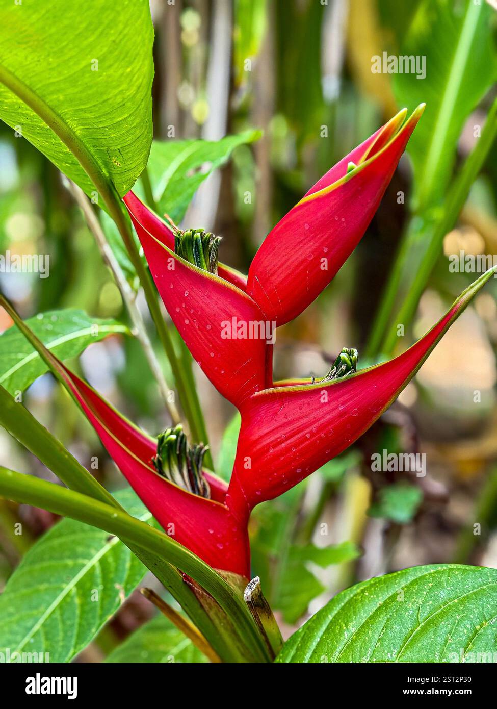 Lebendiges rotes Helikonia-Makro Ein fesselndes Makrofoto einer tropischen Helikonia mit leuchtend roten Deckblättern. Das Nahbild zeigt komplizierte Details - Smartphone-aufgenommenes Stockfoto