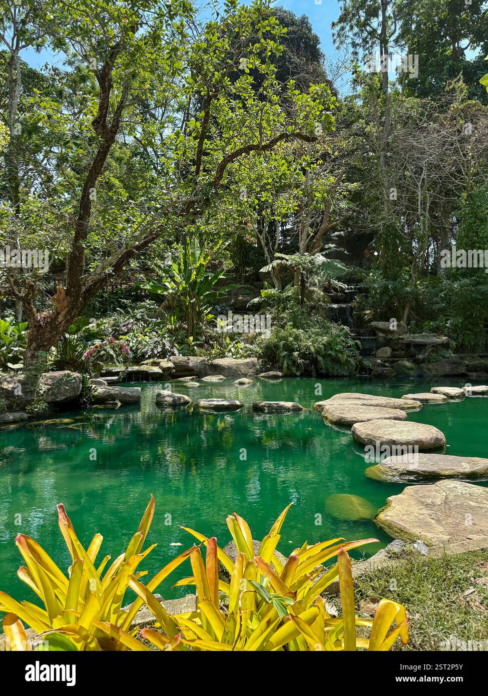 Türkisfarbener Teich umgeben von üppiger Vegetation Ein friedlicher türkisfarbener Teich umgeben von leuchtenden gelben Pflanzen im Vordergrund und großen flachen Felsen. - Smartphone-aufgenommenes Stockfoto