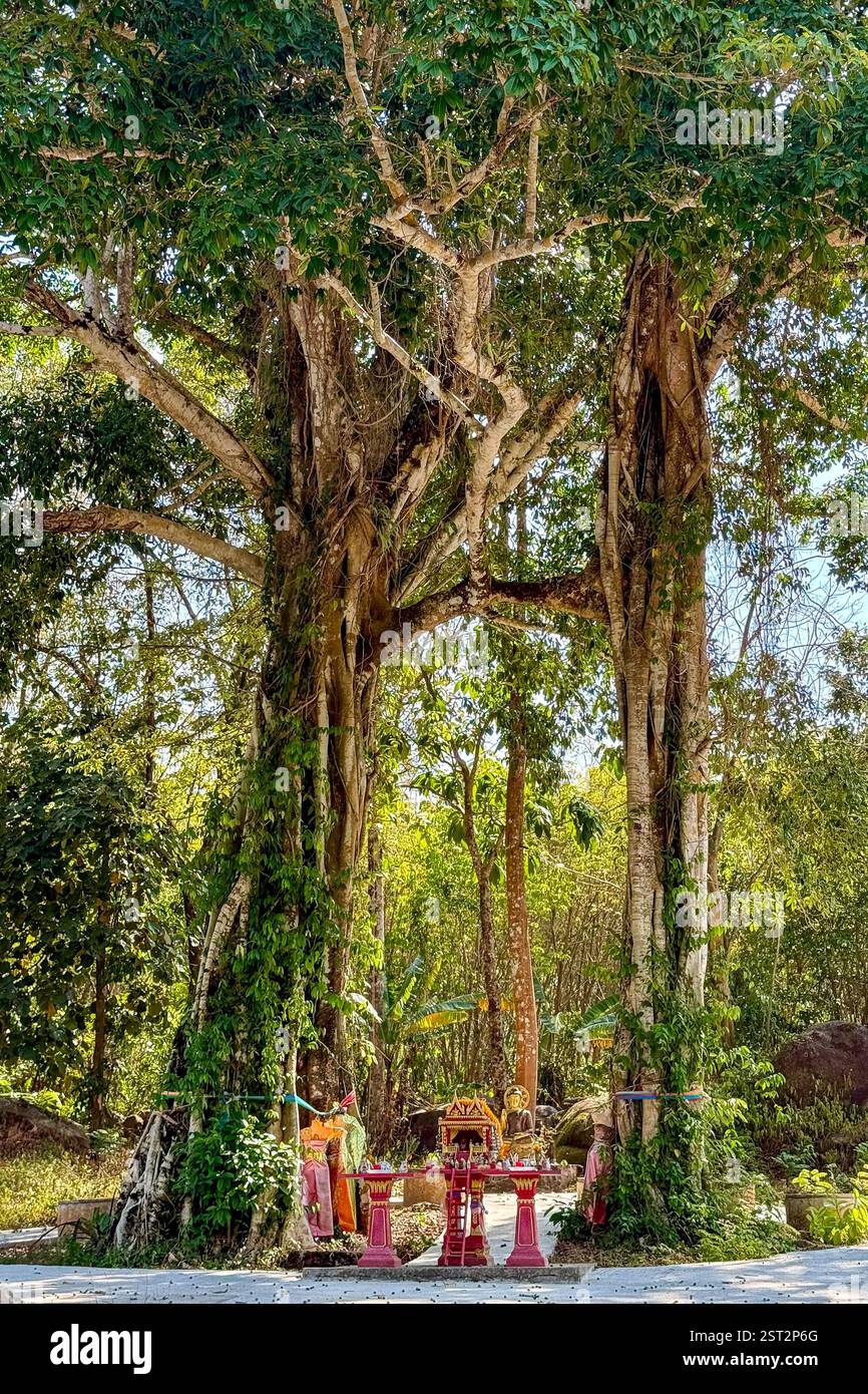 Majestätischer Baum mit verflochtenen Wurzeln Nahaufnahme eines imposanten Baumes mit Luftwurzeln, die sich um seinen Stamm wickeln. - Smartphone-aufgenommenes Stockfoto