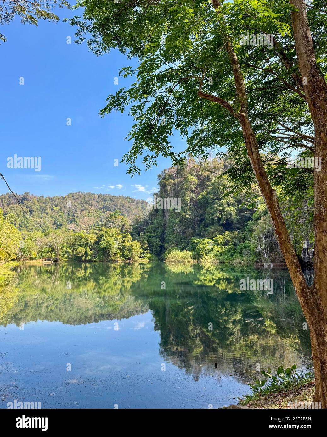 See umgeben von tropischer Vegetation2 Ein ruhiger See, der das üppige Grün um ihn herum reflektiert. Baumzweige bilden den Rahmen für die Szene, wodurch dieser t Tiefe hinzugefügt wird - Smartphone-aufgenommenes Stockfoto