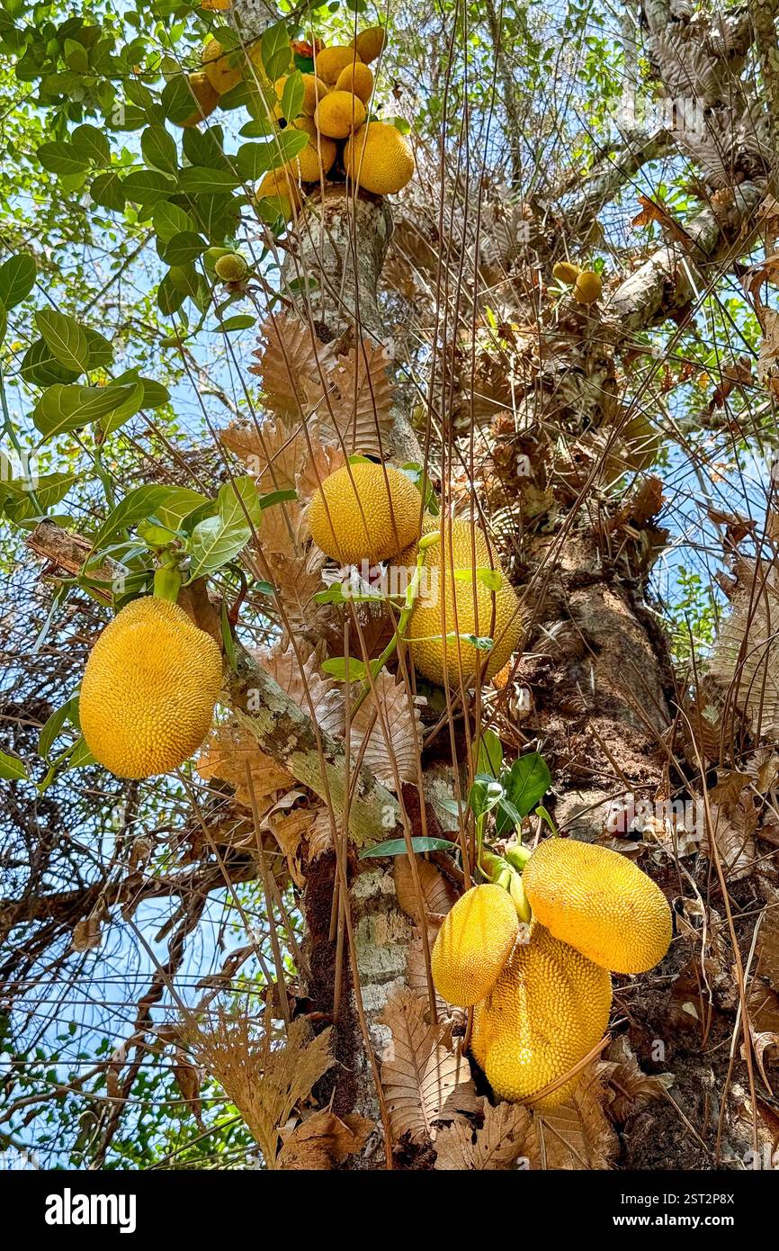 Jackfrüchte hängen an einem Tree2 große Jackfrüchte mit einer strukturierten gelben Schale, die am Stamm eines Baumes in einem tropischen Wald hängt. - Smartphone-aufgenommenes Stockfoto