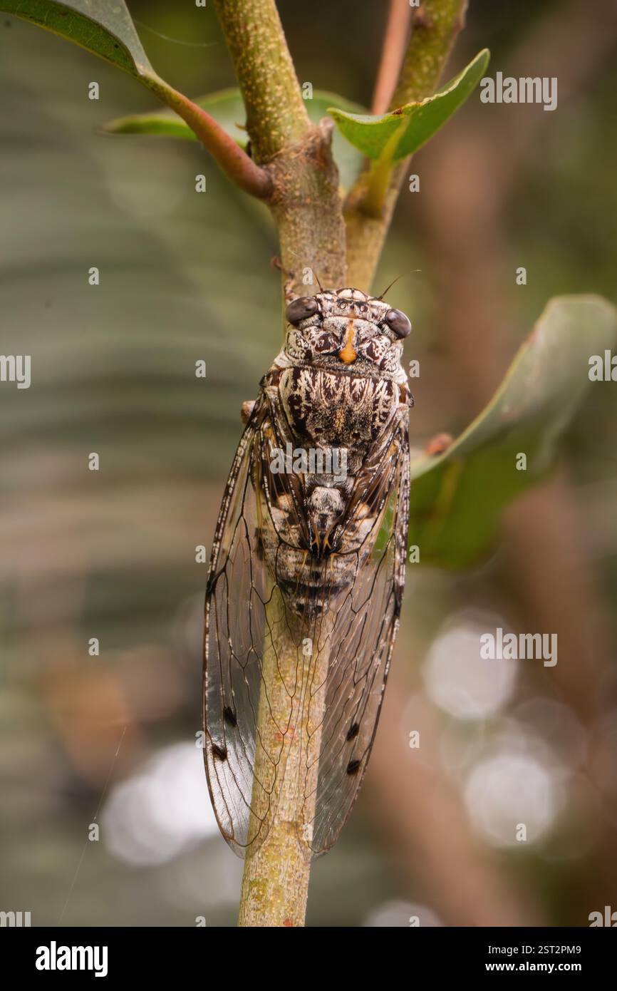 Floury Baker Cicada Abricta curvicosta singt laut im australischen Busch senkrecht auf der Seite Stockfoto