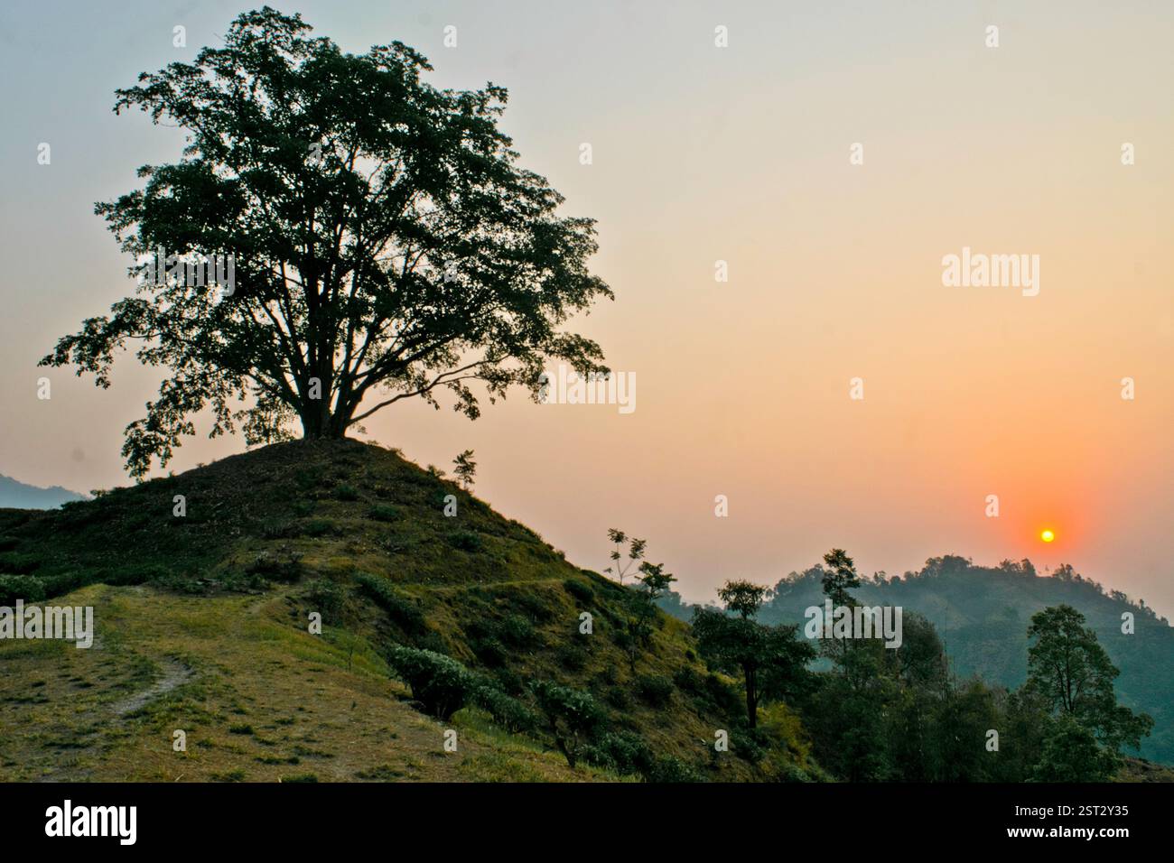 Eine goldene Sonne geht langsam über sanften Hügeln auf und wirft ein warmes Leuchten über die Landschaft, während ein einsamer Baum in der Silhouette steht und den ruhigen Start markiert. Stockfoto