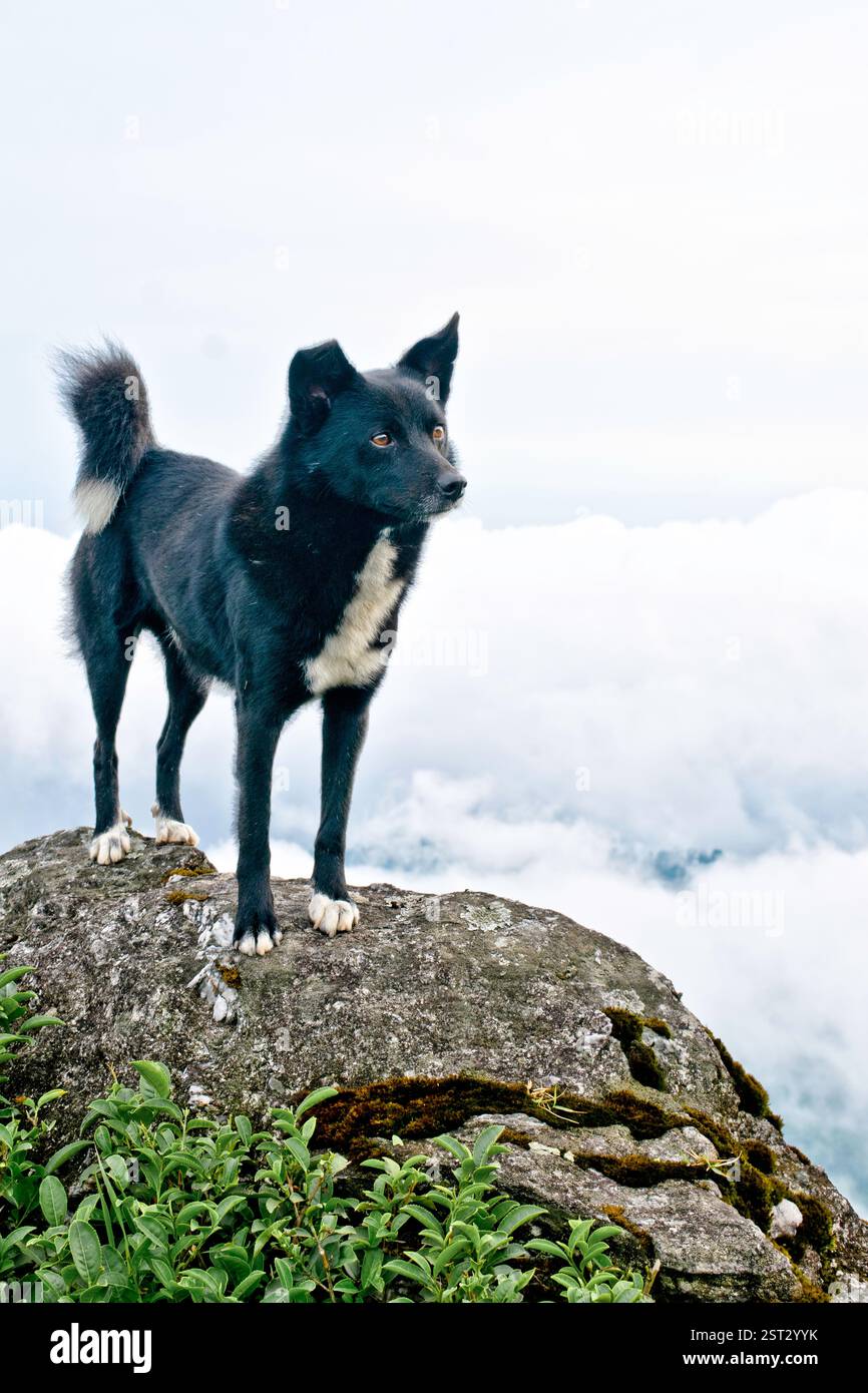 Schwarze Hunde beobachten Stockfoto