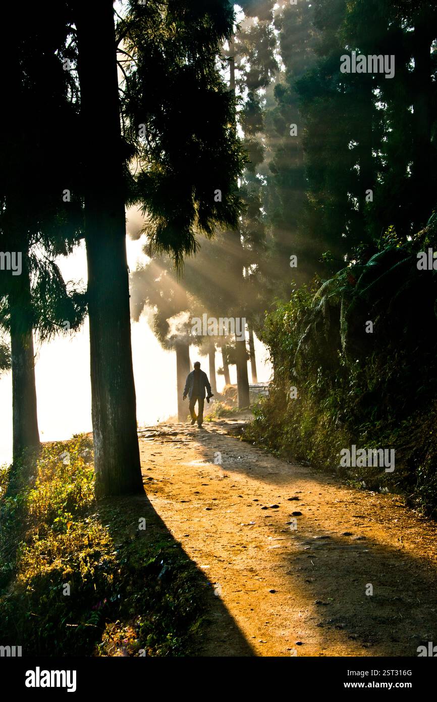 Wo der Morgennebel mit Sonnenlicht tanzt, finde ich meinen Weg und Frieden. Stockfoto