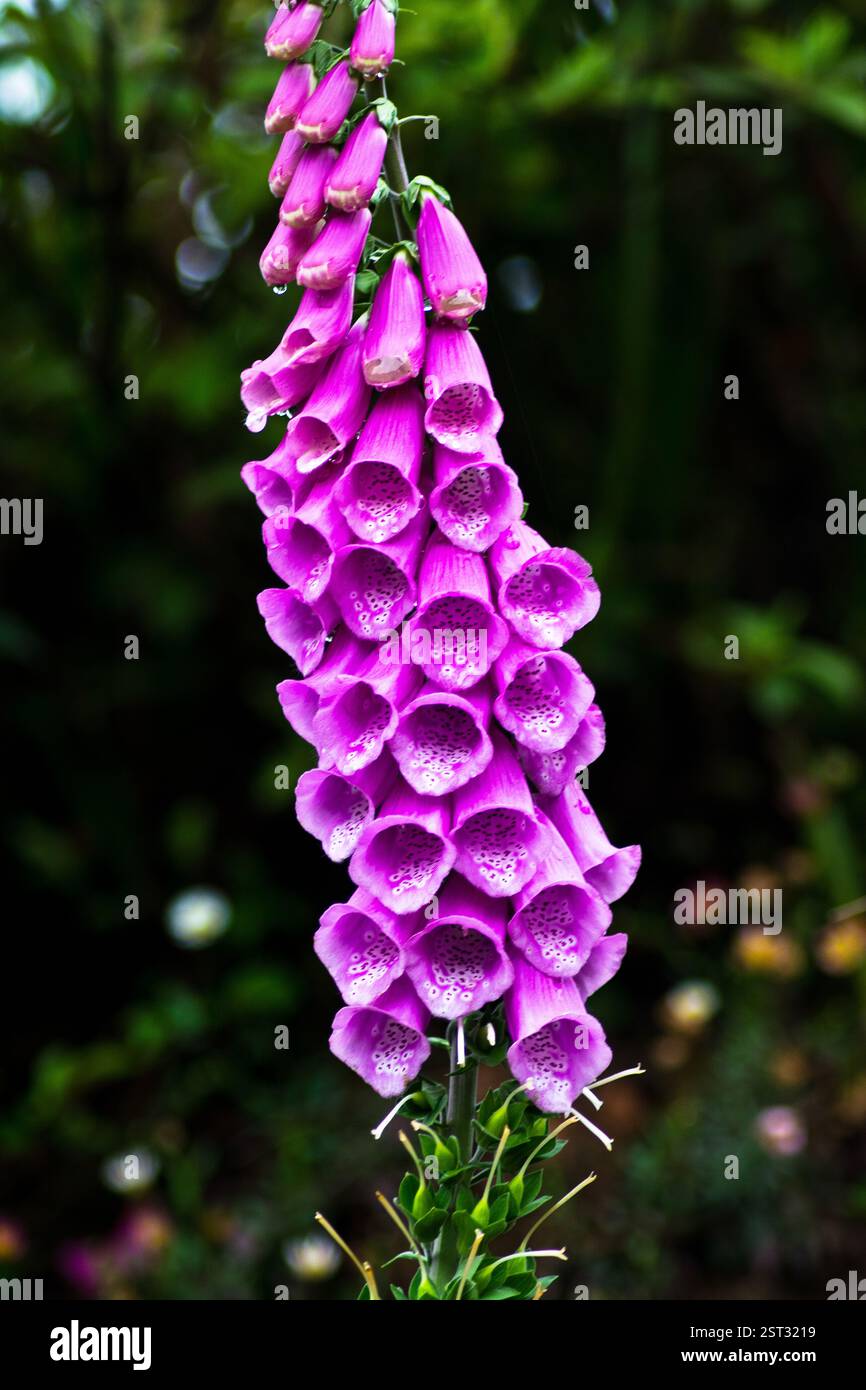 Digitalis Purpurea Stockfoto