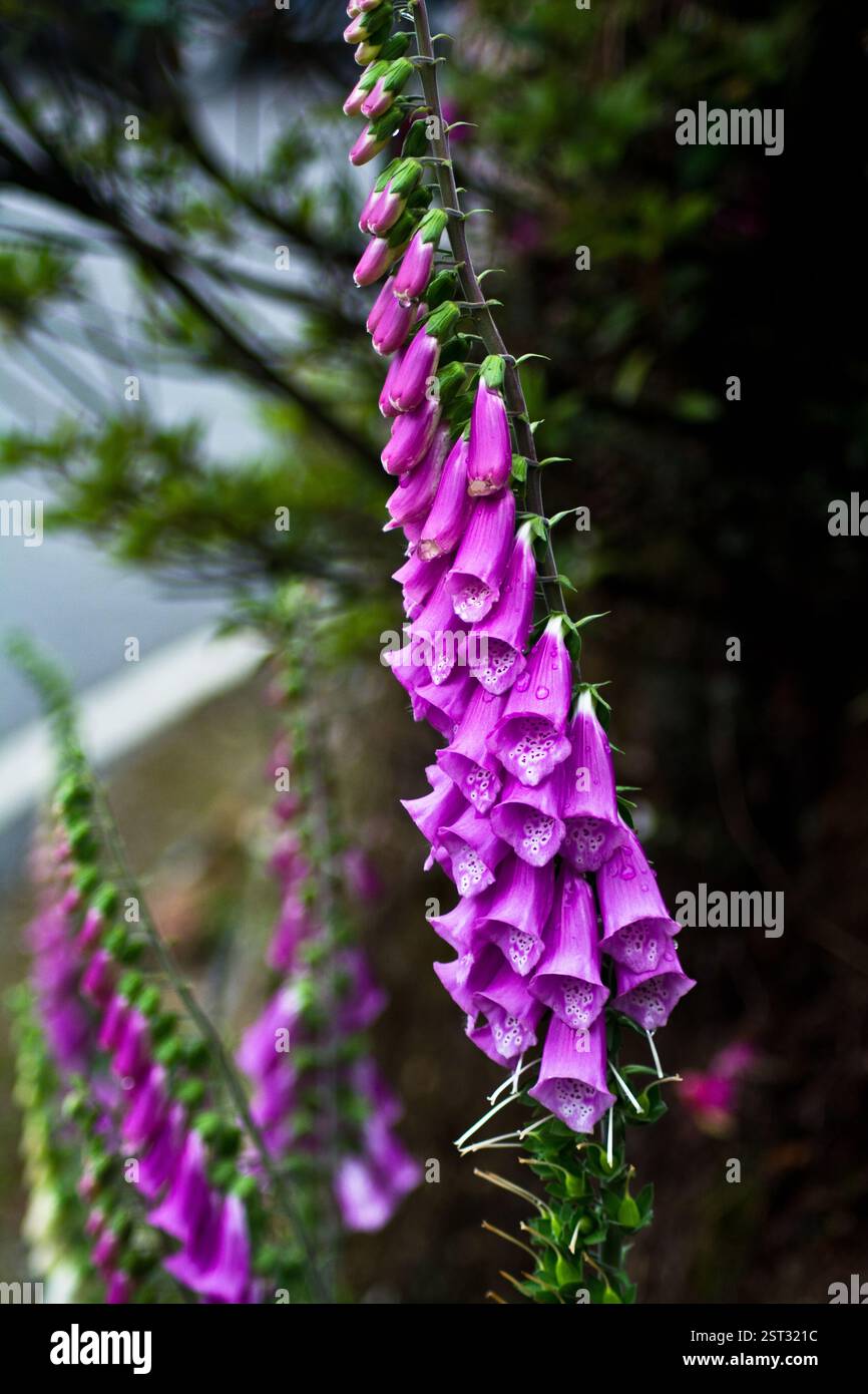 Digitalis purpurea Stockfoto