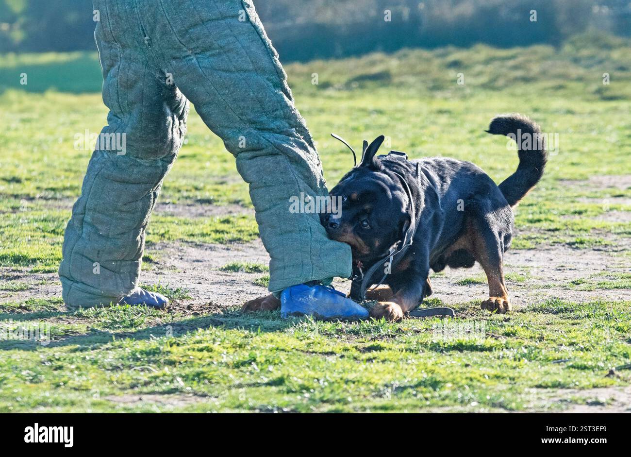 Junge Rottweiler Ausbildung für Schutzsport und Polizei Stockfoto