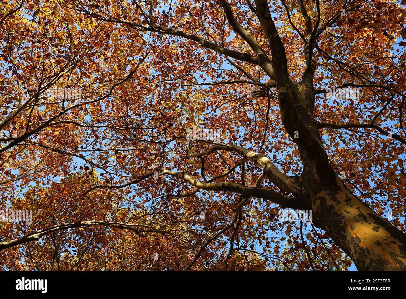 Herbstsaison in vollem Gange, sichtbar in diesem städtischen Ahornbaum im Zentrum Berlins, Deutschland Stockfoto