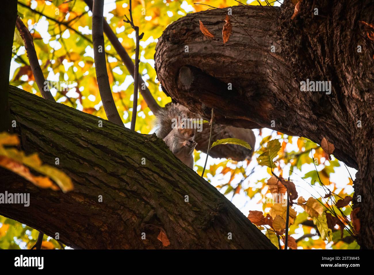 Ein Eichhörnchen isst eine Eichel auf Ästen im Herbst im Greenwich Park, London Stockfoto