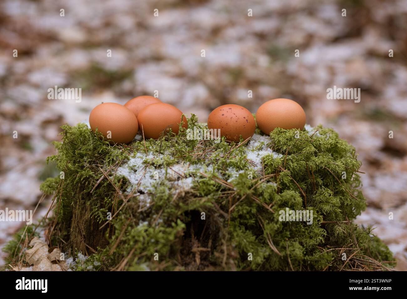 5 braune Hühnereier auf dem Moos im Wald Stockfoto