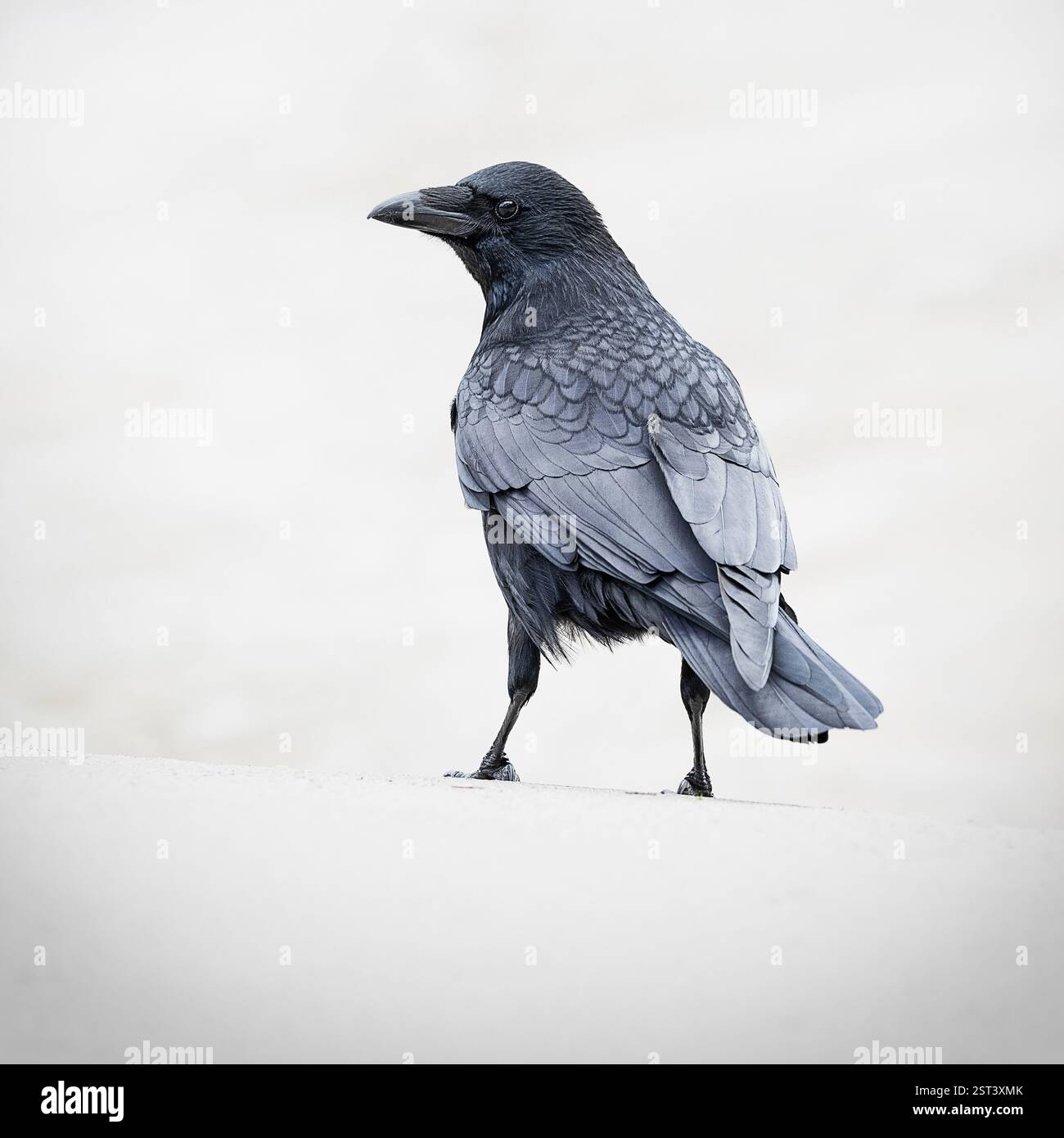Rabe mit blau-schwarzem Gefieder auf schneebedeckter Wiese Stockfoto