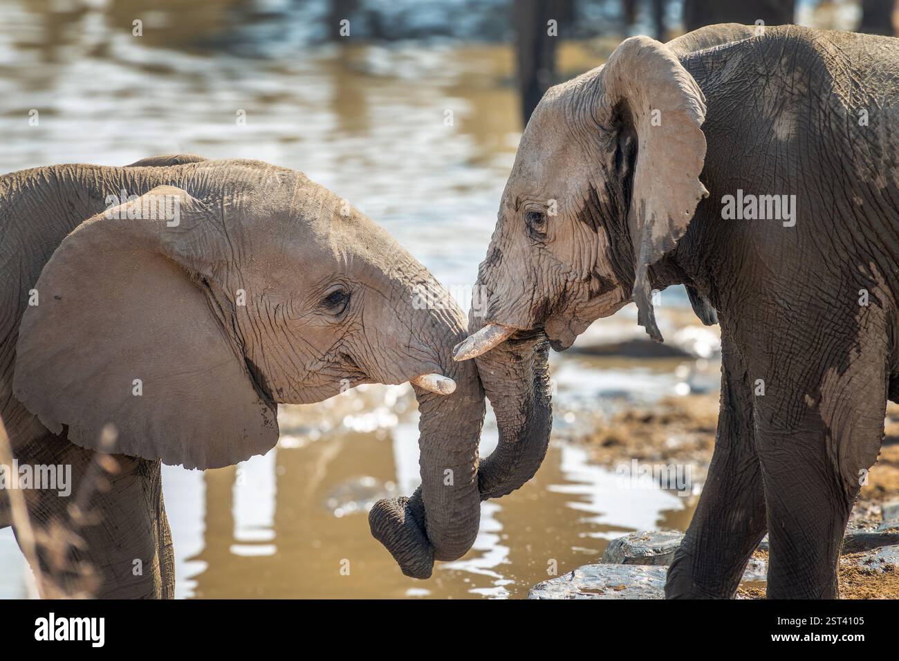 Elefanten lieben und umarmen sich, Eisstockhosen im Etosha-Nationalpark, Wildtiersafari und Pirschfahrt in Namibia, Afrika Stockfoto