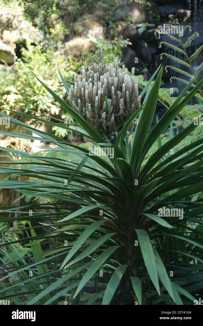 pinnatum albo variegata Epipremnum Pinnatum Albo – Horti main image 1