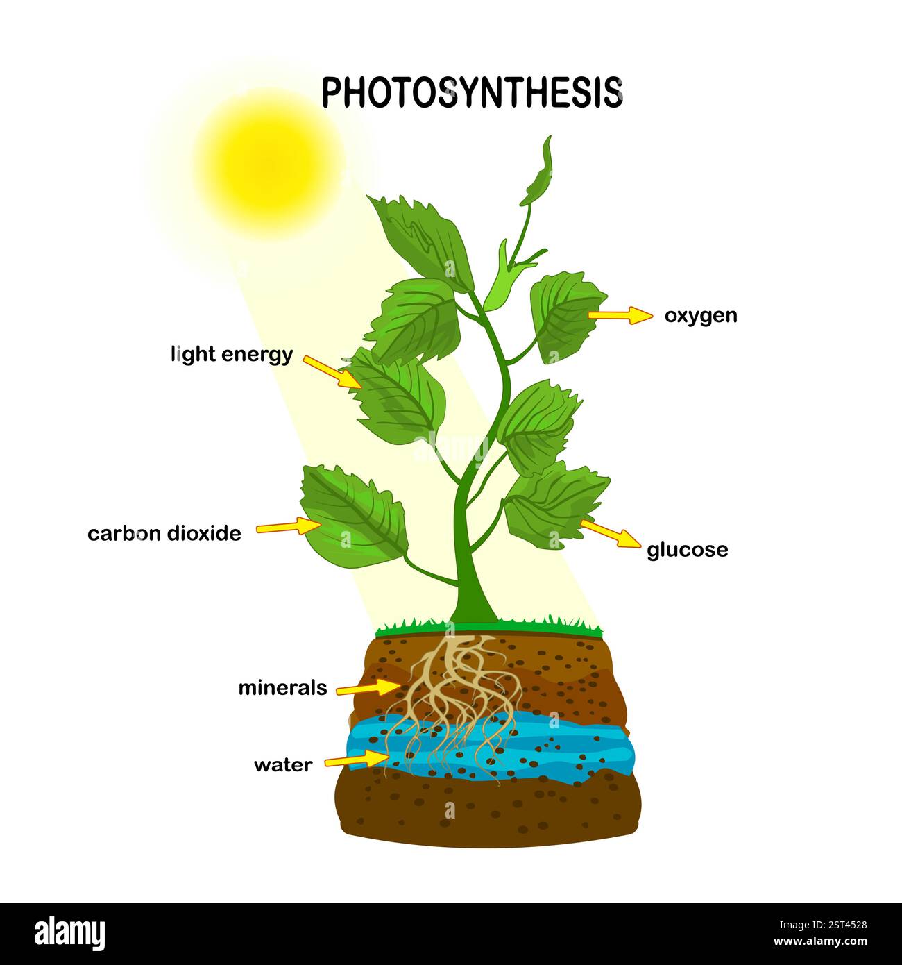 Photosynthese-Diagramm. Prozess der Produktion von Sauerstoff in der Pflanze. Photosynthese-Verfahren. Bildungsplakat zur Photosynthese mit Pflanze, Text, Pfeilen. Vektor Stock Vektor