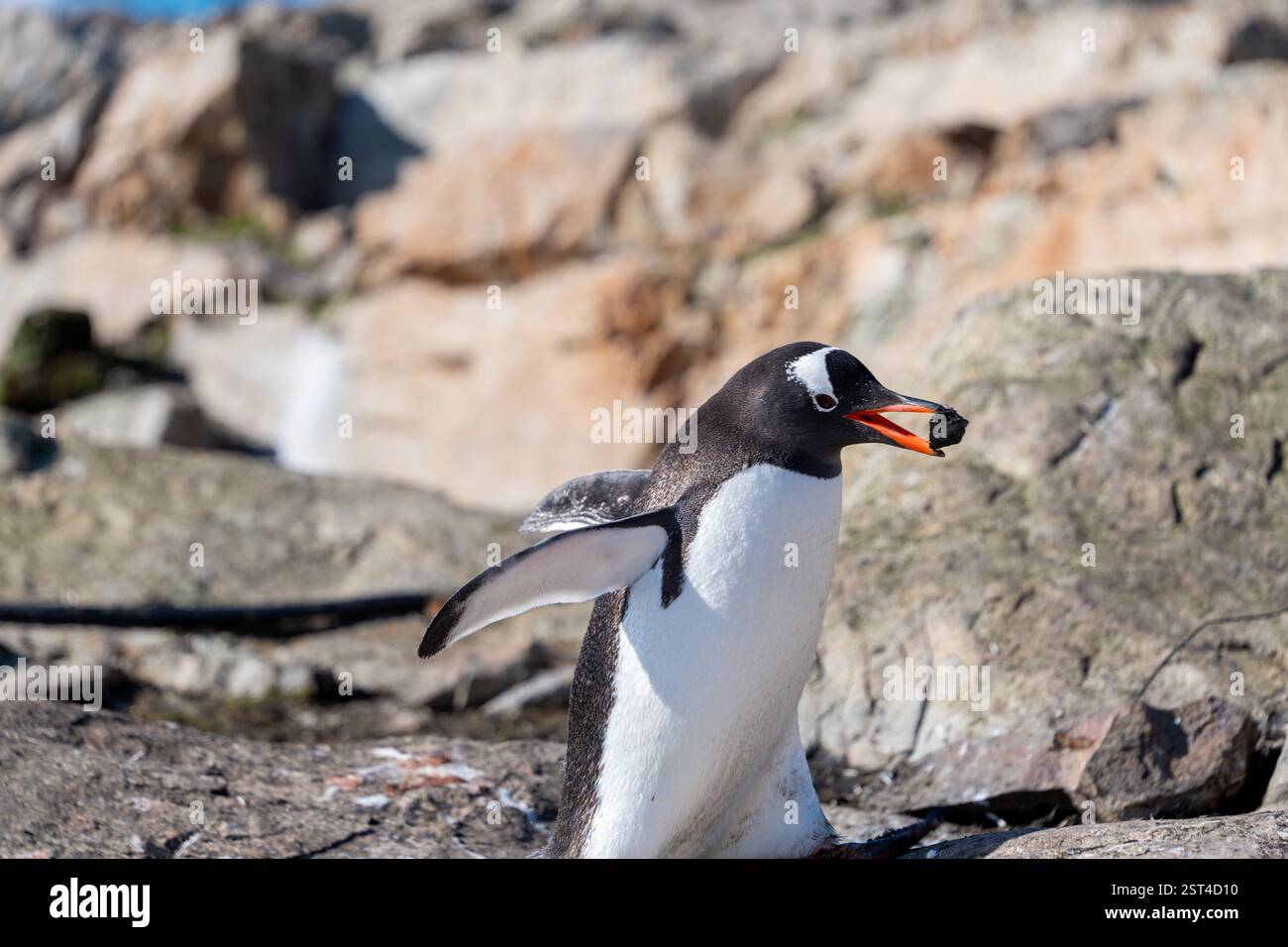 Gentoo baut das Nest mit den Steinen. Antarktis Stockfoto