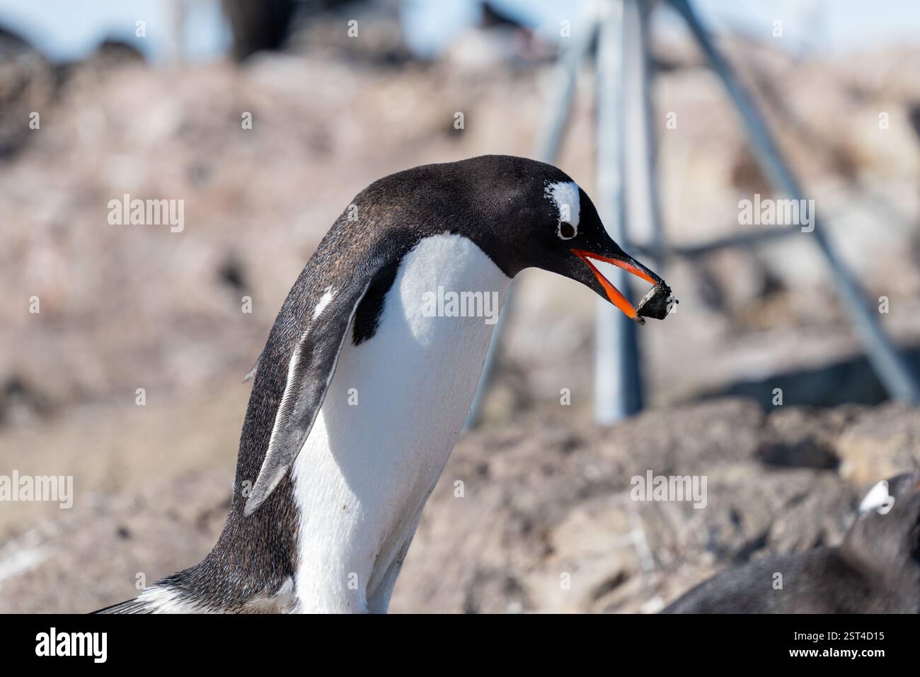 Gentoo baut das Nest mit den Steinen. Antarktis Stockfoto