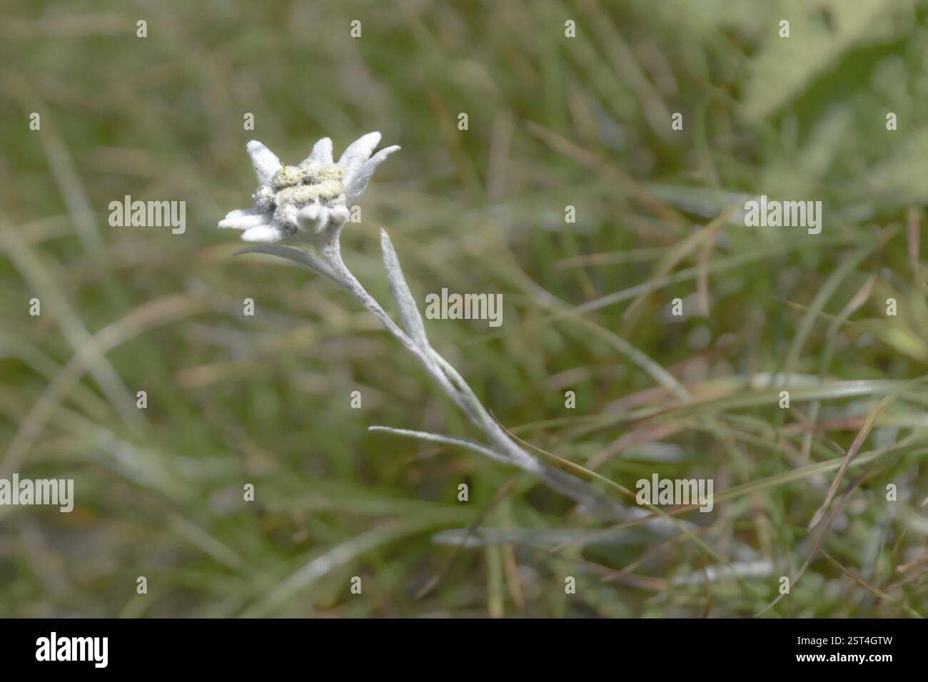 Wildes Alpenedelweiß (Leontopodium nivale), gesehen im Nationalpark Berchtesgaden, Bayern, Deutschland, Europa Stockfoto