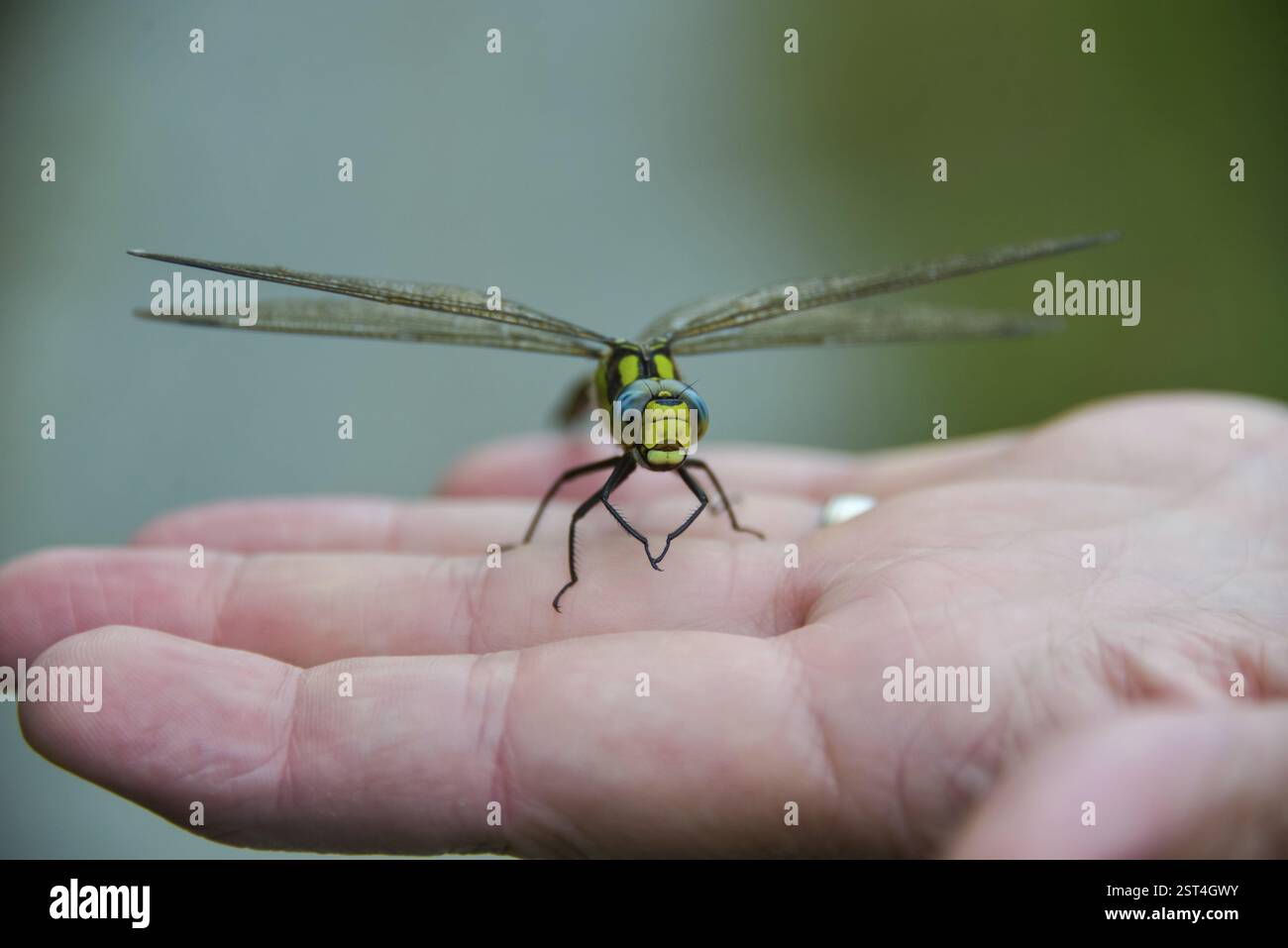Südhawker (Aeshna cyanea) auf einer Hand, Bayern, Deutschland, Europa Stockfoto