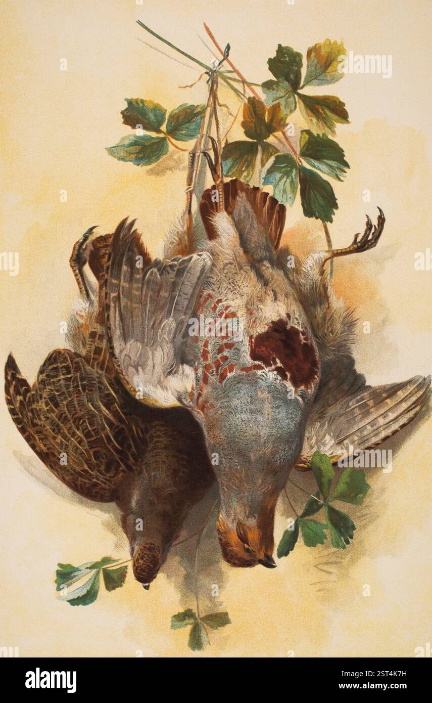 Rebhuhner (Rebhuhner), halbfarbige Aquarellillustration des toten Vogels hängend vom Rothenburger Künstler Paul Hermann Wagner aus Dekorative Vorbilde Stockfoto