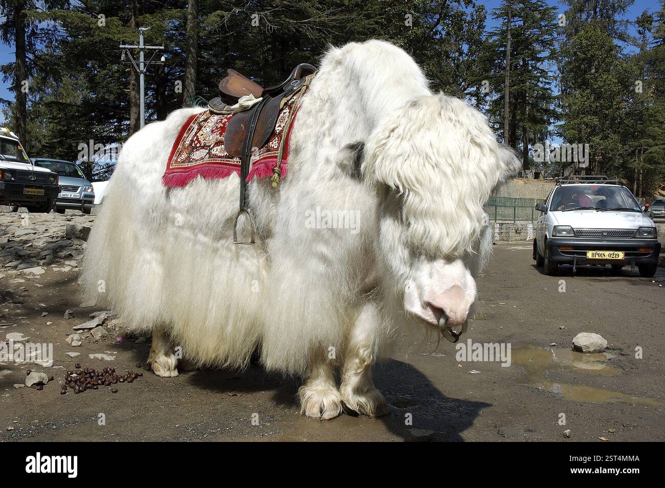 Weißes Yak (Dzo bos grunniens) Tier mit Sattel in der Nähe von Simla, Himachal Pradesh, Indien, Asien Stockfoto