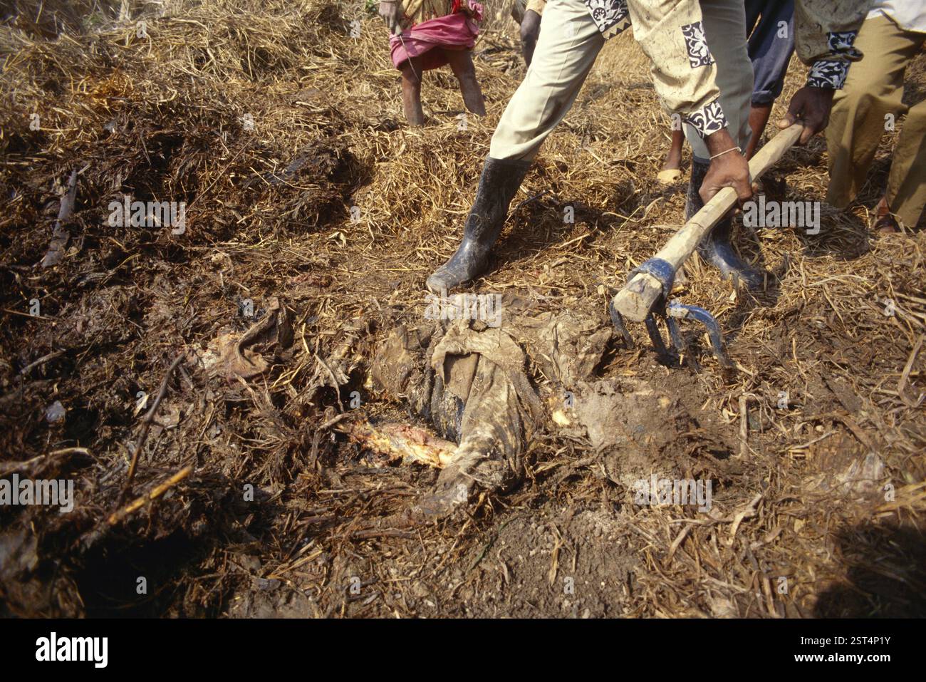 Rettungsmann begraben Leiche, Zyklon in Orissa, Indien November 1999 Stockfoto