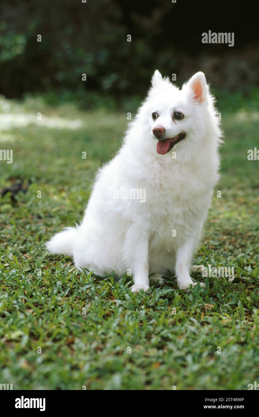 Pommersche Hunde Stockfoto