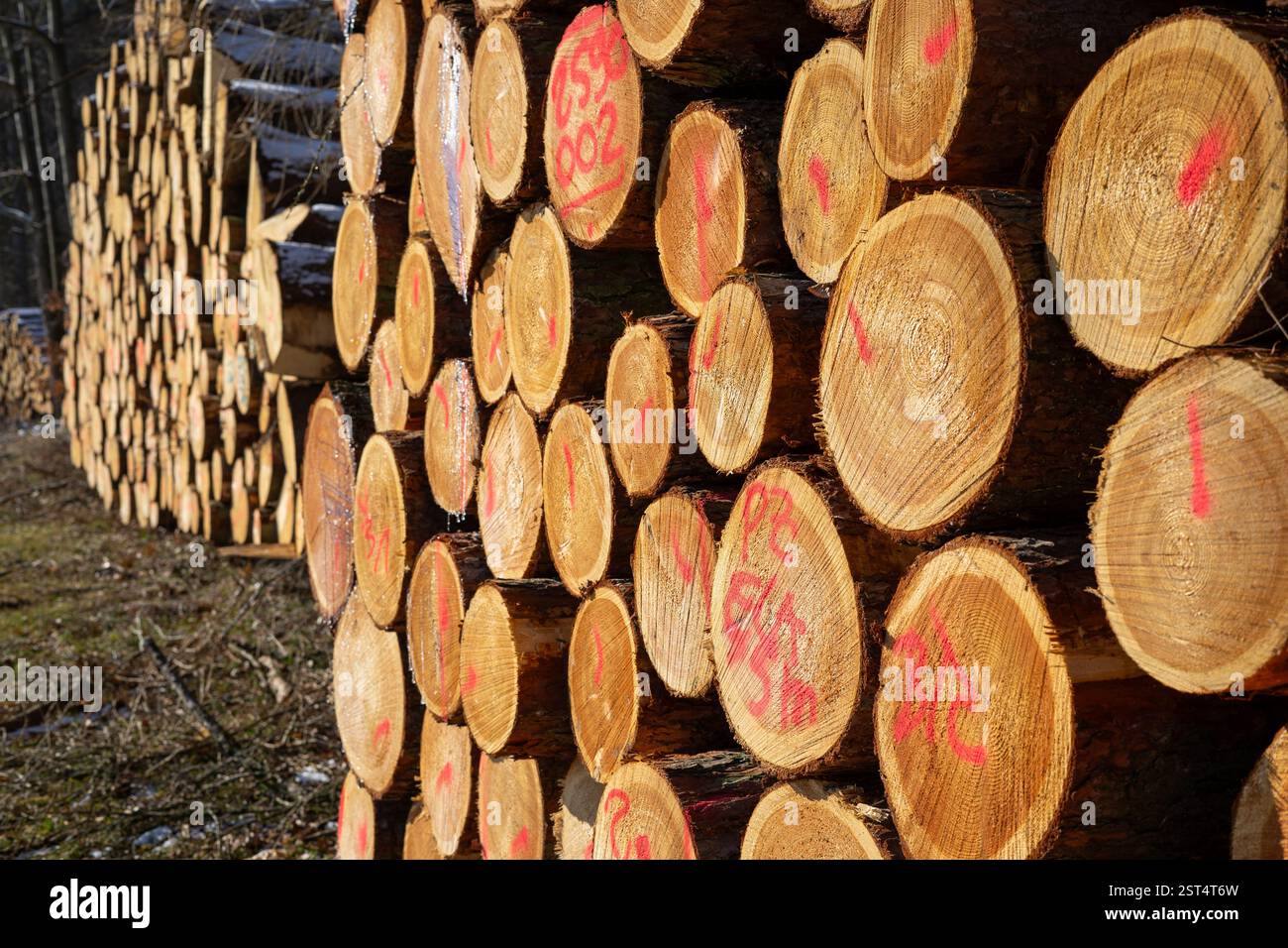 Holzstapel in der Forstindustrie Stockfoto