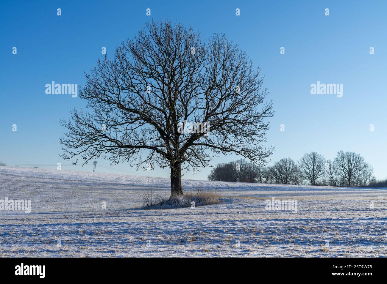 Winterlandschaft mit einem einsamen Baum Stockfoto