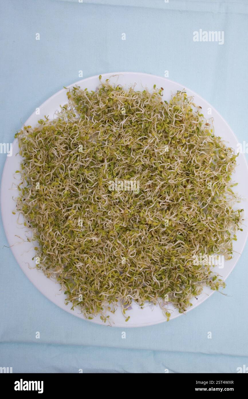 Alfa alfa Spross, Ghoraghas, Rajka, natürliche Gesundheit Lebensmittel, Mineralien wie Kalzium, Magnesium, Phosphor, Chlor, Natrium, Kalium und Silizium, Vitami Stockfoto