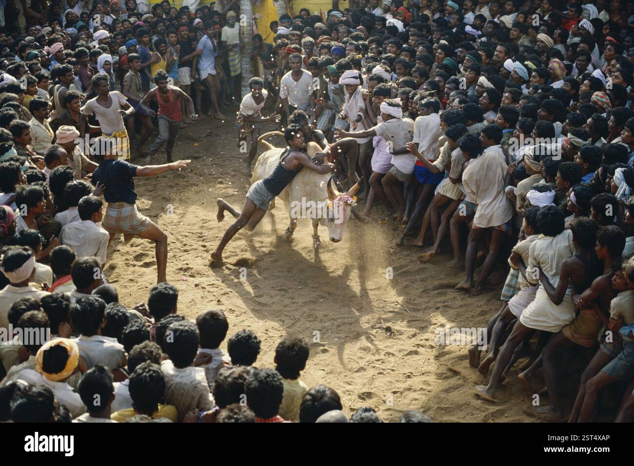 Bullenzähmung, Jallikattu, Tamil Nadu, Indien, Asien Stockfoto