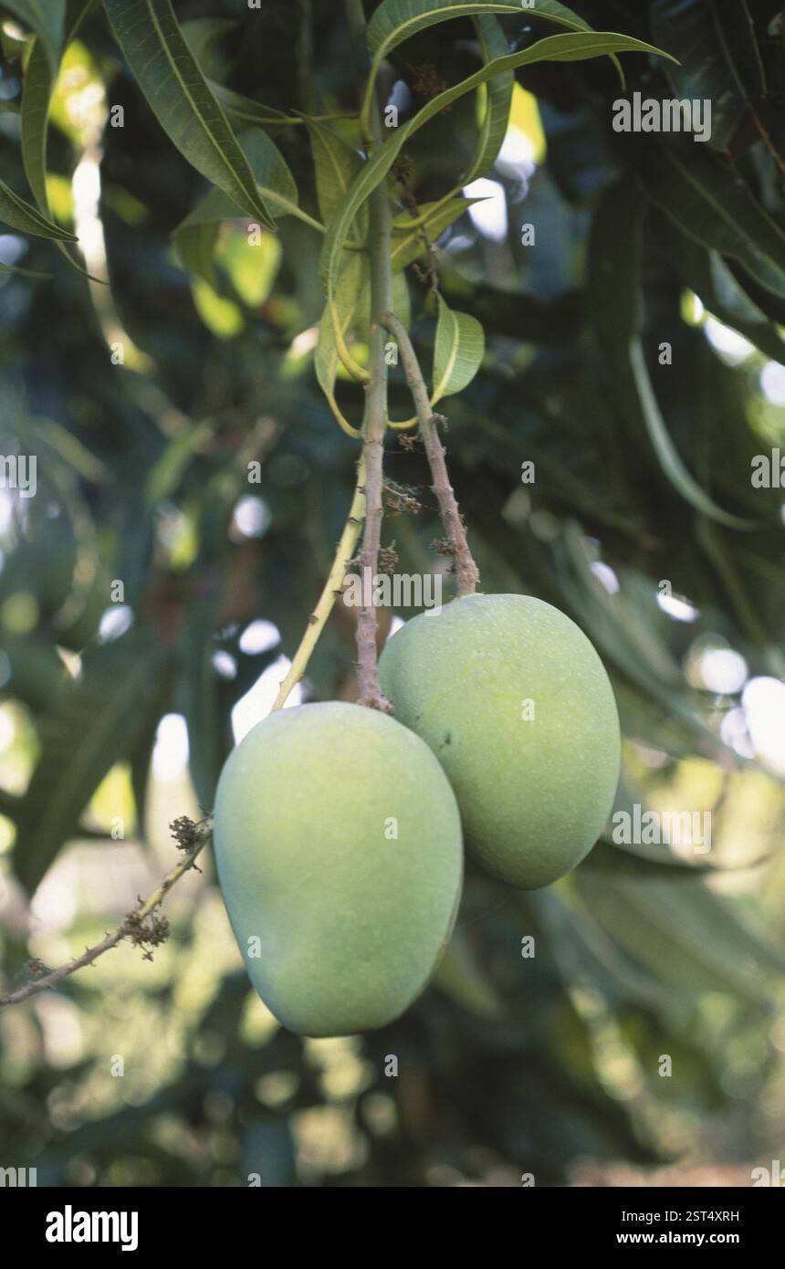 Früchte, Alphanso-Mangos (Hapus), die auf Bäumen wachsen, Ratnagiri, maharashtra, indien Stockfoto