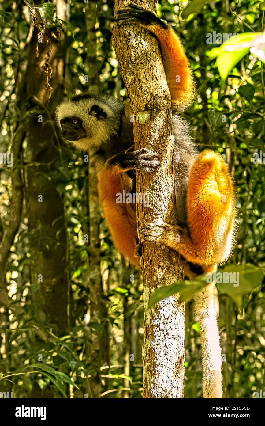 Diademed Sifaka posiert in einem Baum Stockfoto