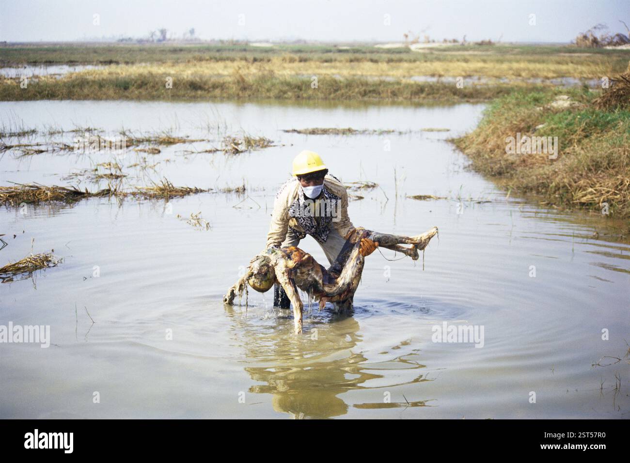 Rettungsmann mit Leiche, Zyklon in Orissa, Indien, November 1999 Stockfoto