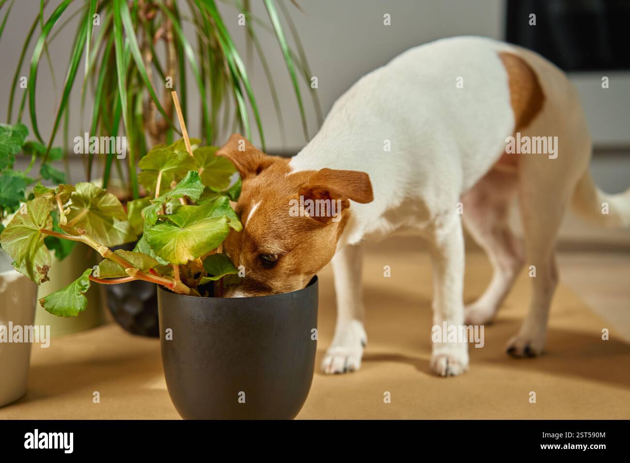 Kleine weiße und braune Hunde schnüffeln Pflanzen drinnen. Neugieriger Jack Russell Terrier umgeben von Zimmerpflanzen. Niedliches Haustier zu Hause Stockfoto