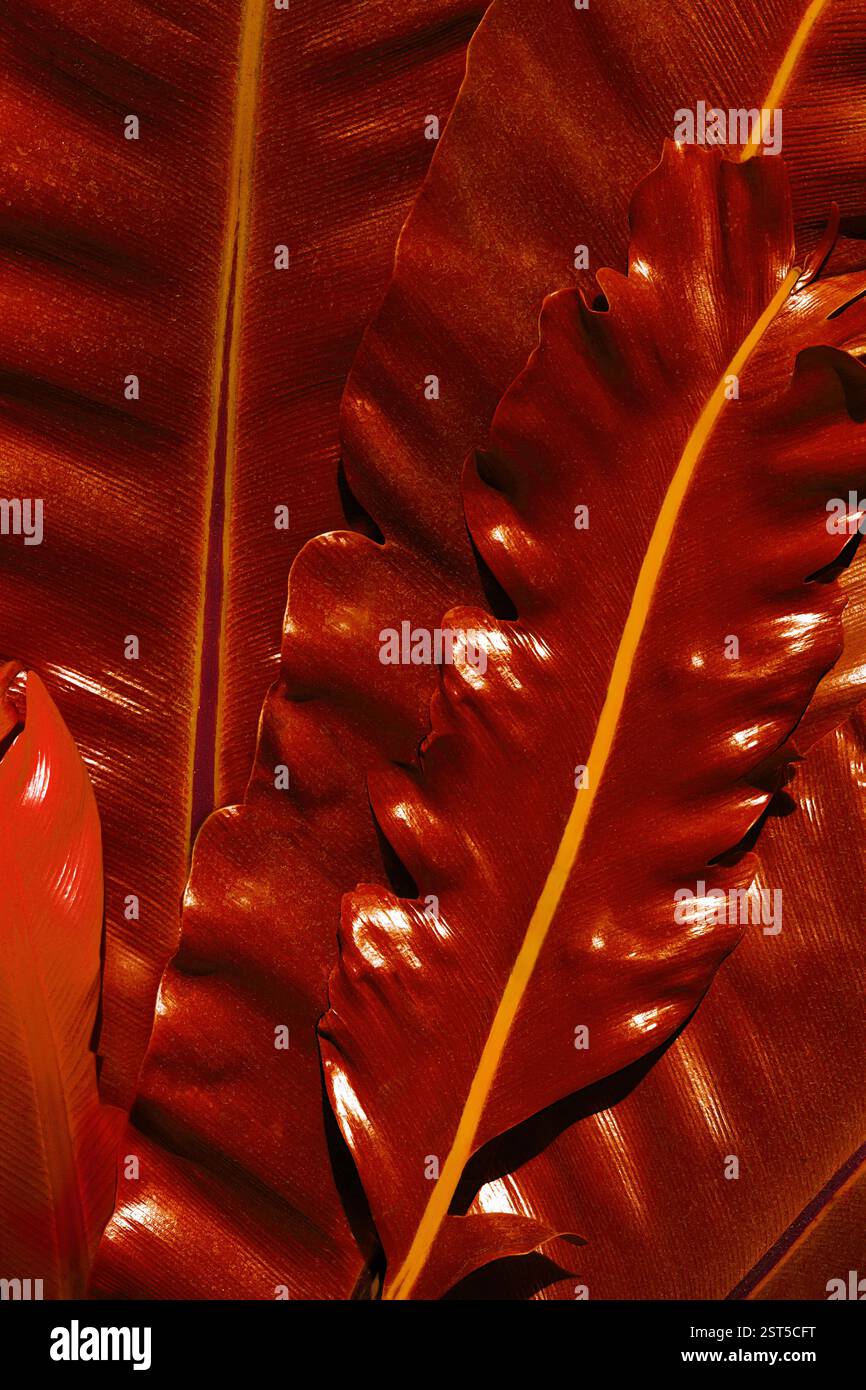 Rote saftige saftige Blätter, schöner Hintergrund für Ihr Design Stockfoto