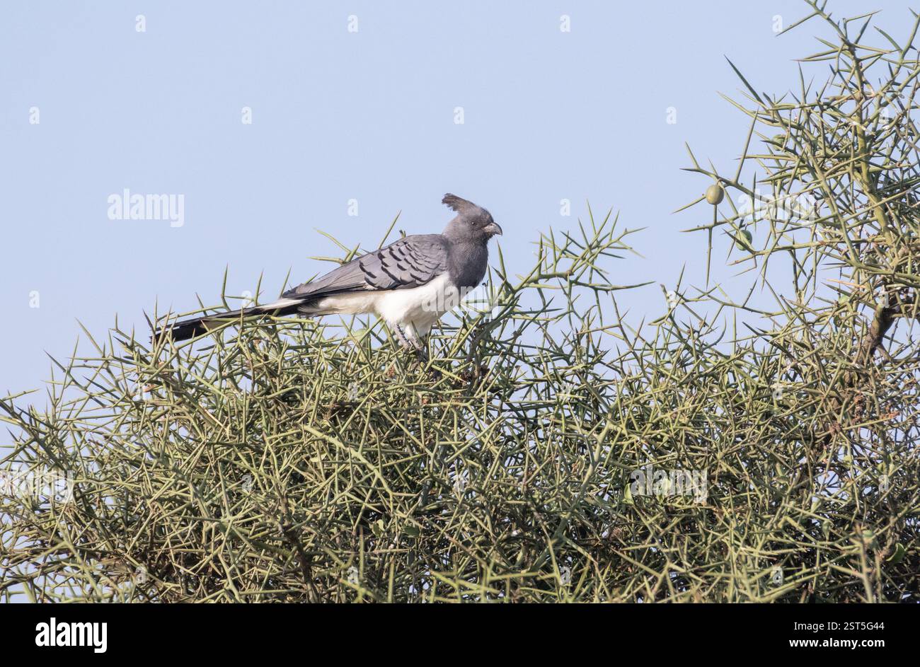 Weißbauch-Abreitvogel (Corythaixoides leucogaster) Stockfoto