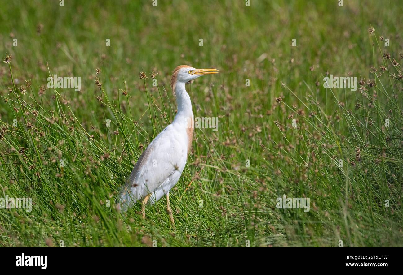 Kuhreiher (Bubulcus Ibis) Stockfoto