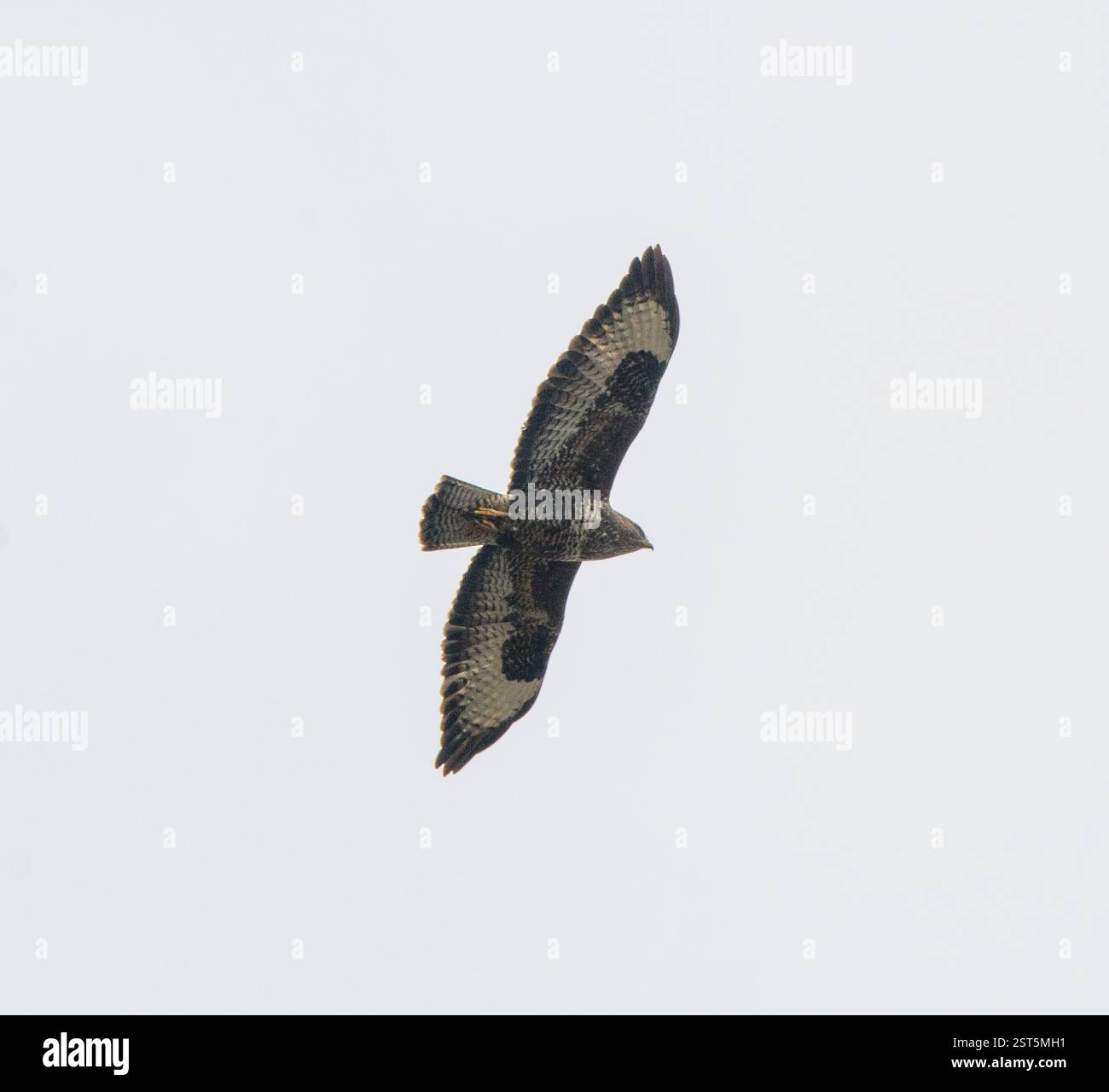 Bussard (Bute buteo) Stockfoto