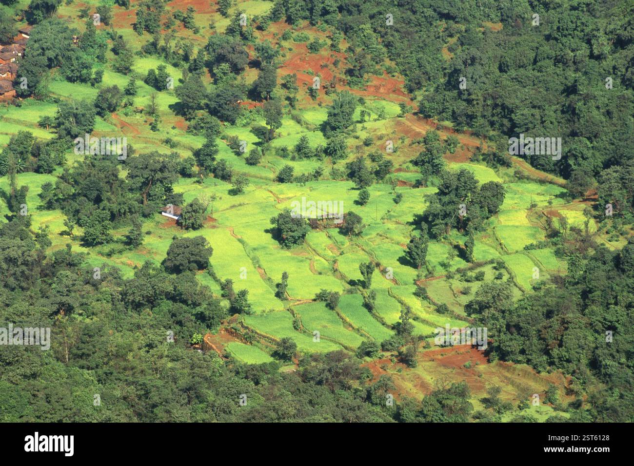 Luftaufnahme von Reisfeld und Wald, Mahabaleshwar, Maharashtra, Indien, Asien Stockfoto