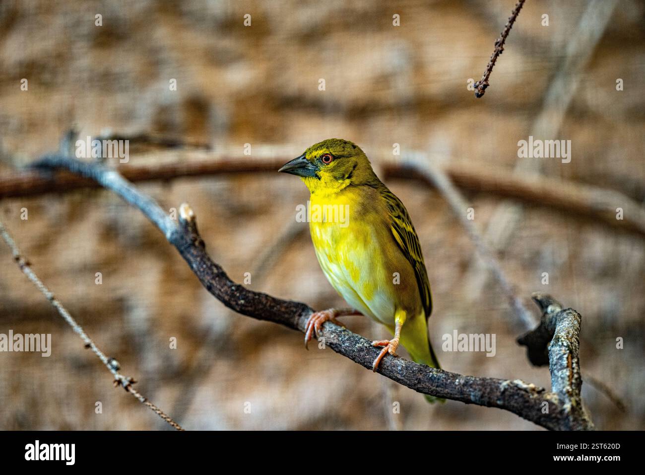 Weibliche Dorfweberin - Ploceus cucullatus Stockfoto