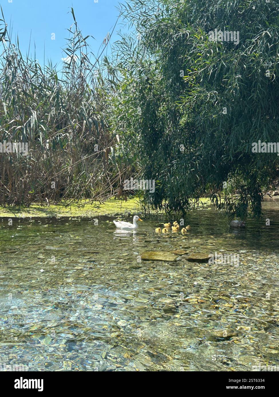 Malerischer Blick auf das klare Wasser des Azmak Flusses in Akyaka, Türkiye mit kleinen Ententchen, die im Rahmen schwimmen - Smartphone-aufgenommenes Stockfoto