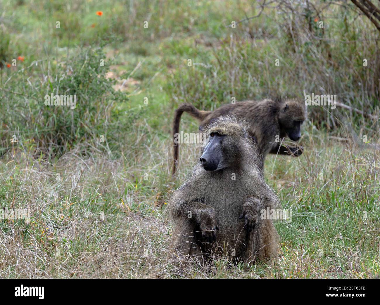 Zwei Affenspaziergänge im Kruger-Nationalpark, Südafrika. Chacma Pavian Affe aus nächster Nähe. Safari in der Savanne. Tiere natürlicher Lebensraum, Wildtiere, wilde Natur Stockfoto