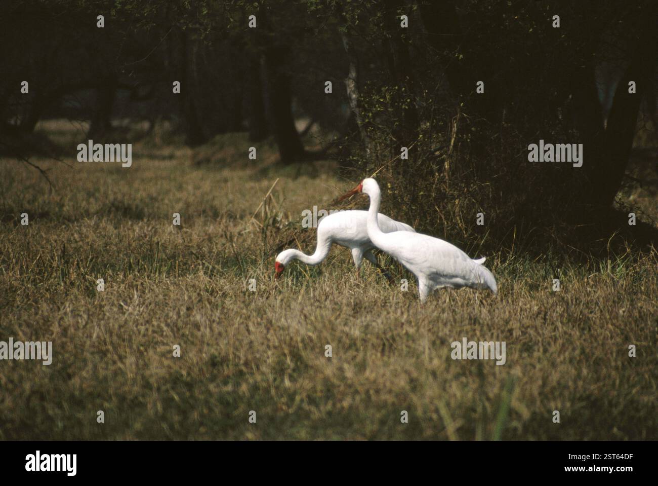 Sibirischer Kran (Grus leucogeranus), rajasthan, indien Stockfoto