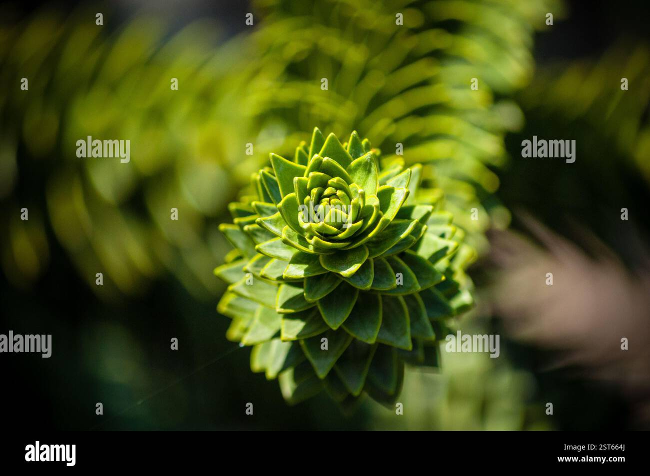 Eine atemberaubende Makroaufnahme, die die komplizierten Details einer exotischen grünen Pflanze mit einem faszinierenden fraktalen Muster erfasst. Die geometrische Symmetrie und organisch Stockfoto