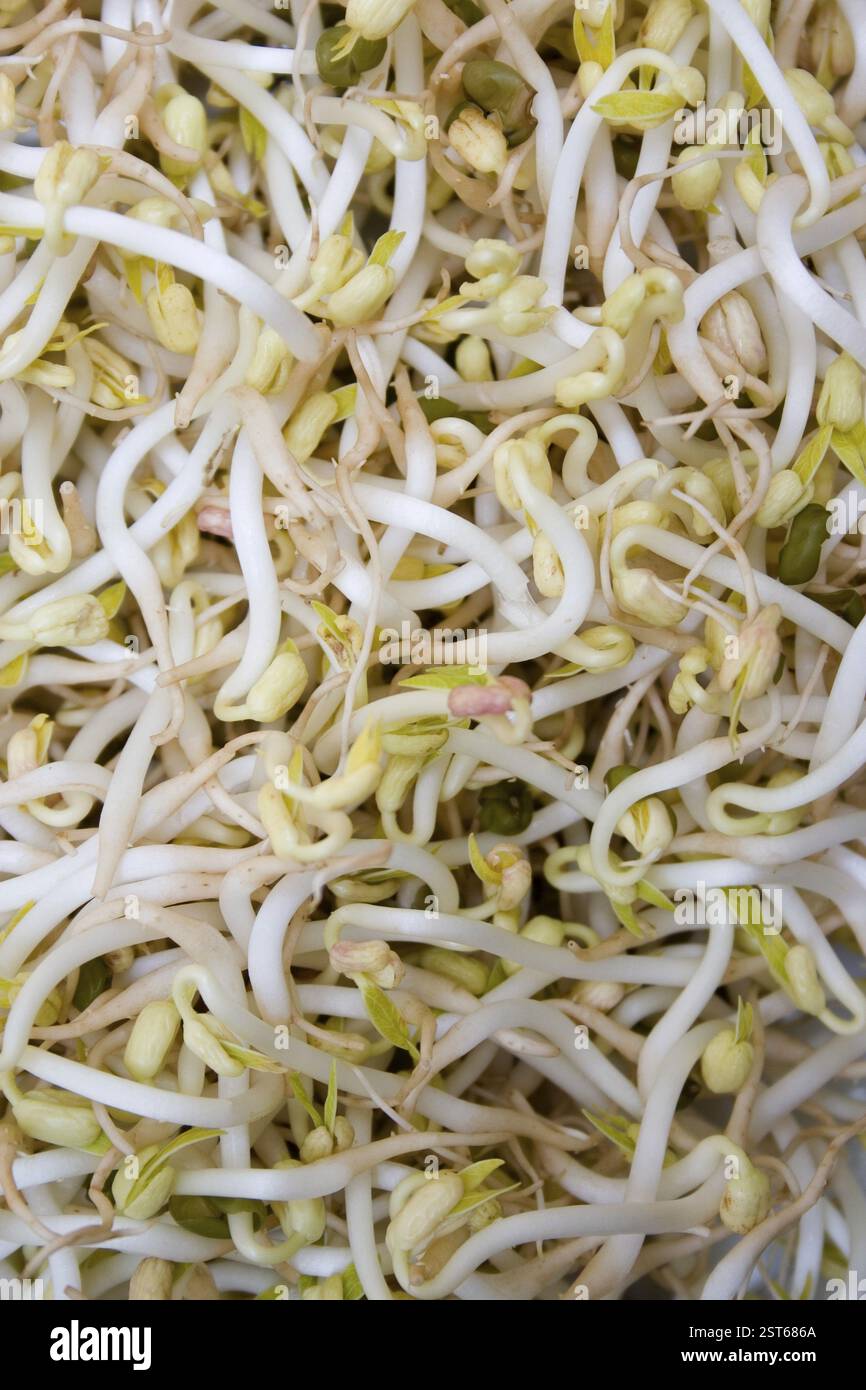 Luzerne, Ghoraghas, Rajka, natürliche Gesundheit Lebensmittel, Mineralien wie Kalzium, Magnesium, Phosphor, Chlor, Natrium, Kalium und Silizium, Vitamine A, B, Stockfoto