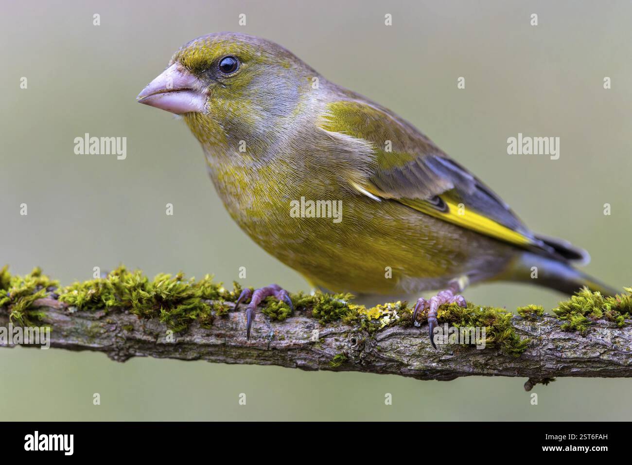 Grünfink (Chloris chloris) auf einem verfaulten, moosigen Zweig, Wiesenobstwiesen, Hochrhein, Deutschland, Europa Stockfoto